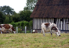 Belles vaches normandes en Pays d'Auge